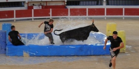 Taureau-piscine.jpg